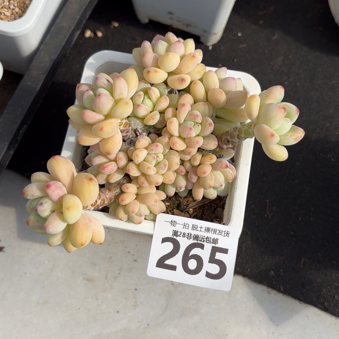 樱花罗绮老桩无盆土发货