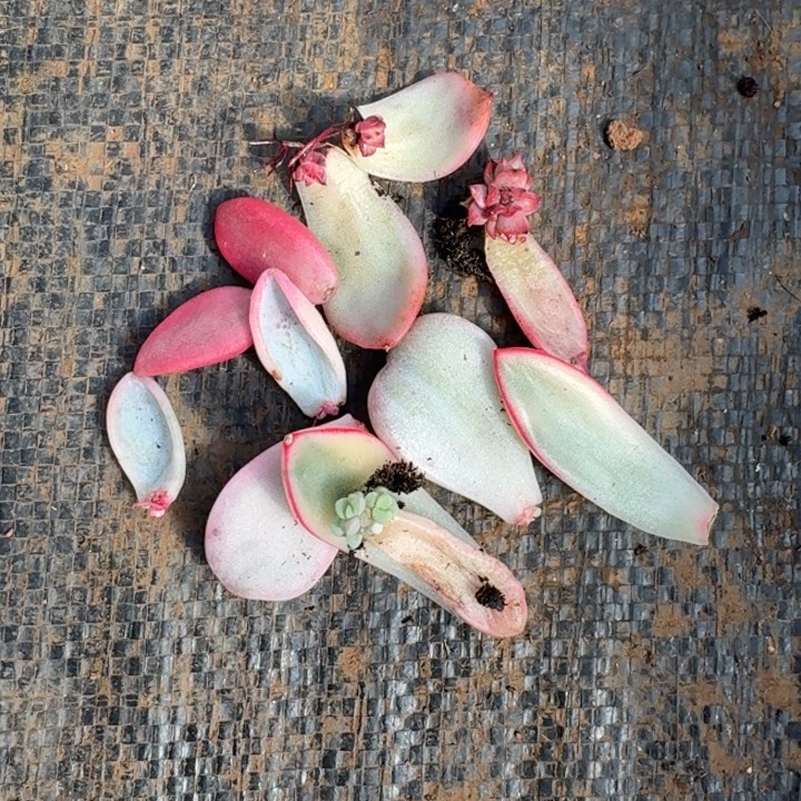 一组的价格3多肉覆轮