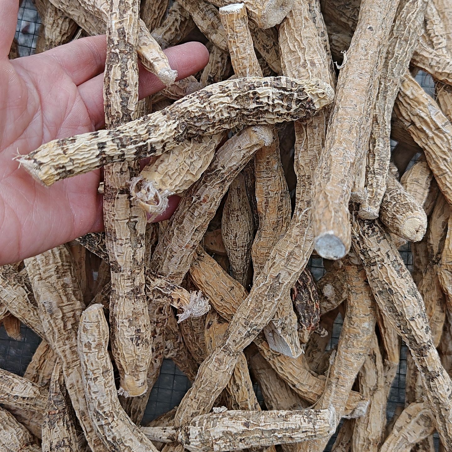 广西深山野牛整颗，口感甘醇，泡9色泽漂亮