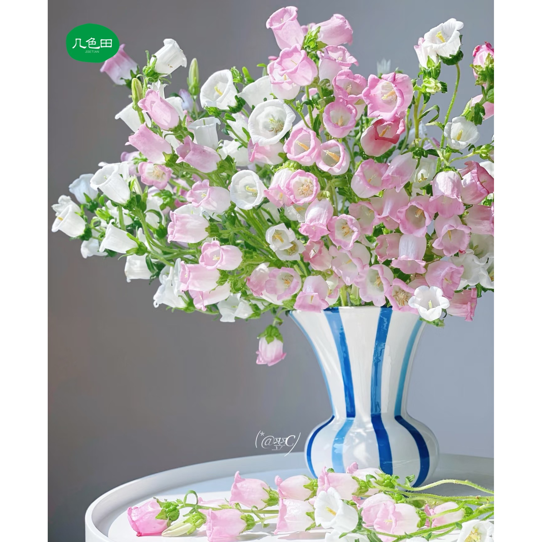 随机色风铃----风铃云南直发鲜花云南花插花鲜花 