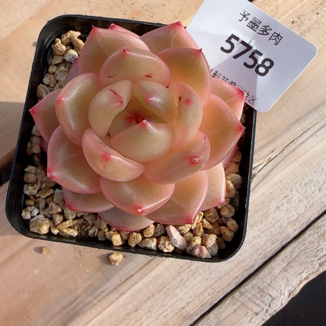 珍妮，5758多肉植物