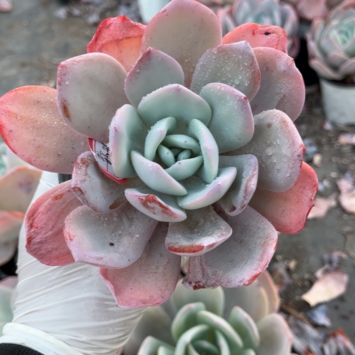 珍***珍山果珍妮一颗奶茶一