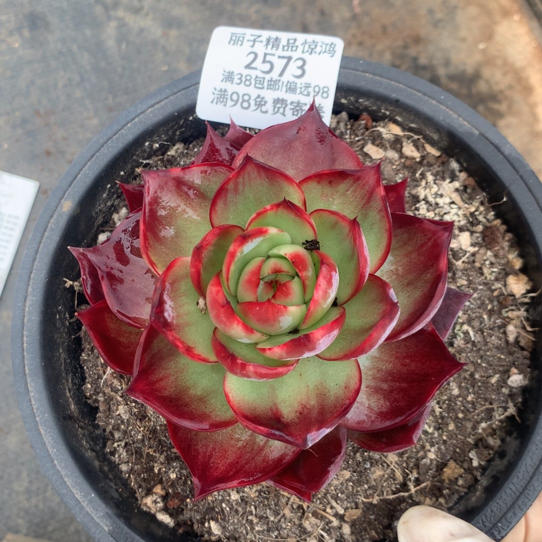 2573号多肉植物惊鸿10