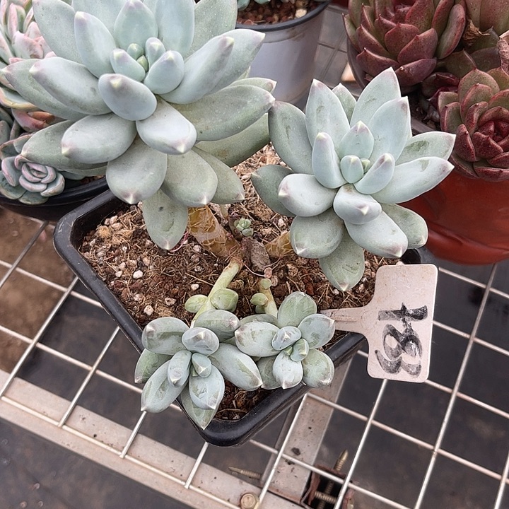 两单包邮，一物一拍天空美人83