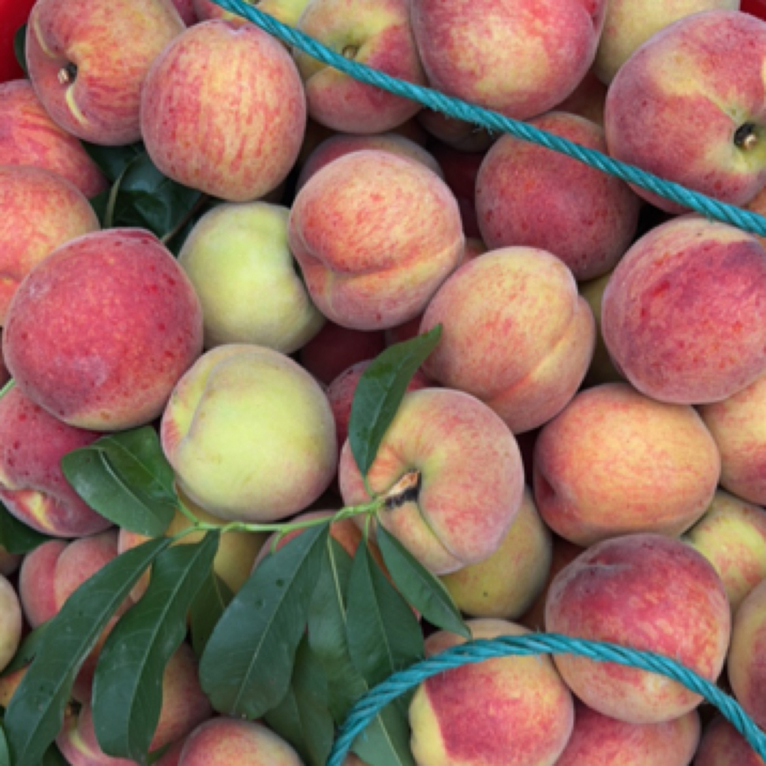 【香脆苹果桃】怀化辰溪苹果桃皮薄脆甜桃子新鲜采摘