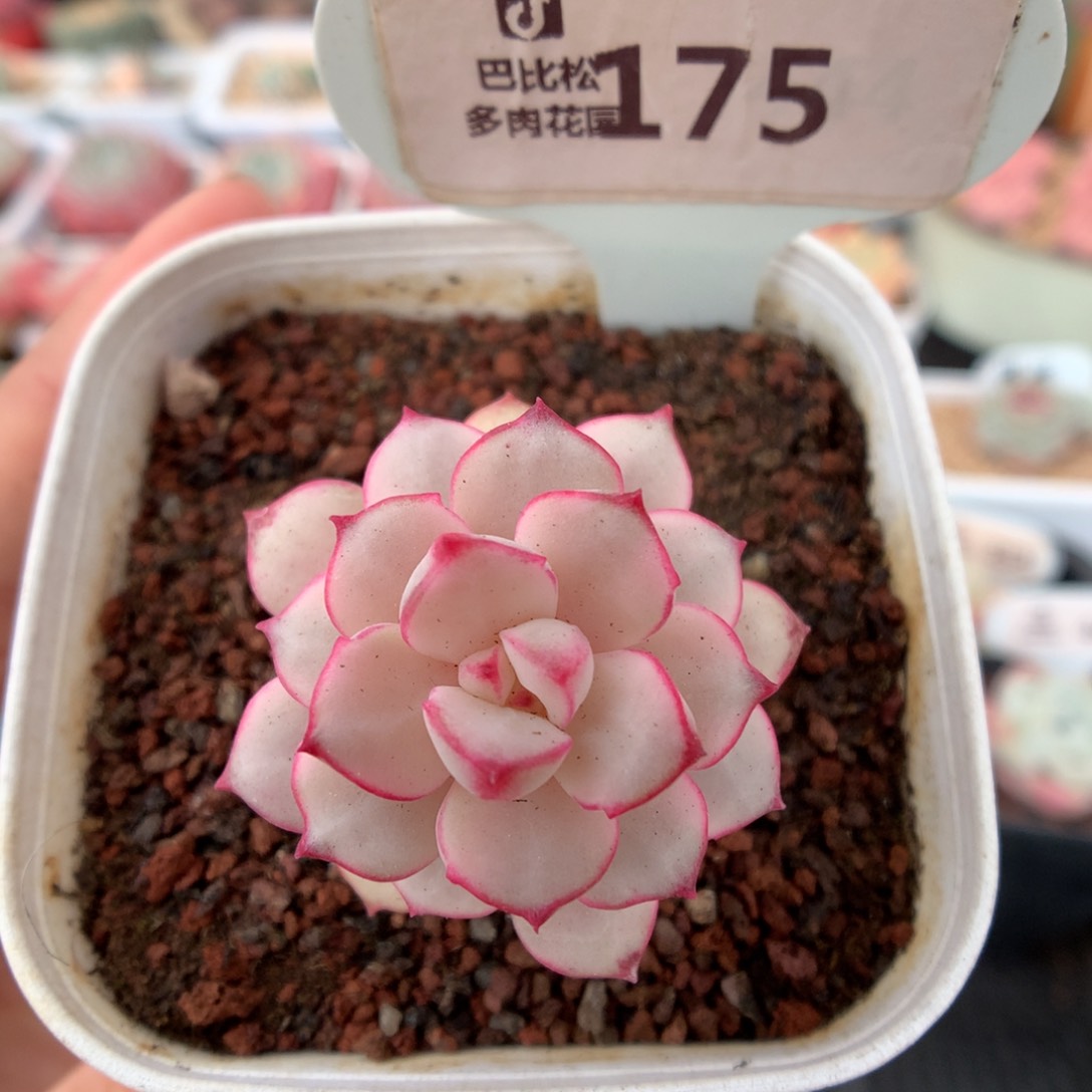 175探戈锦多肉福利