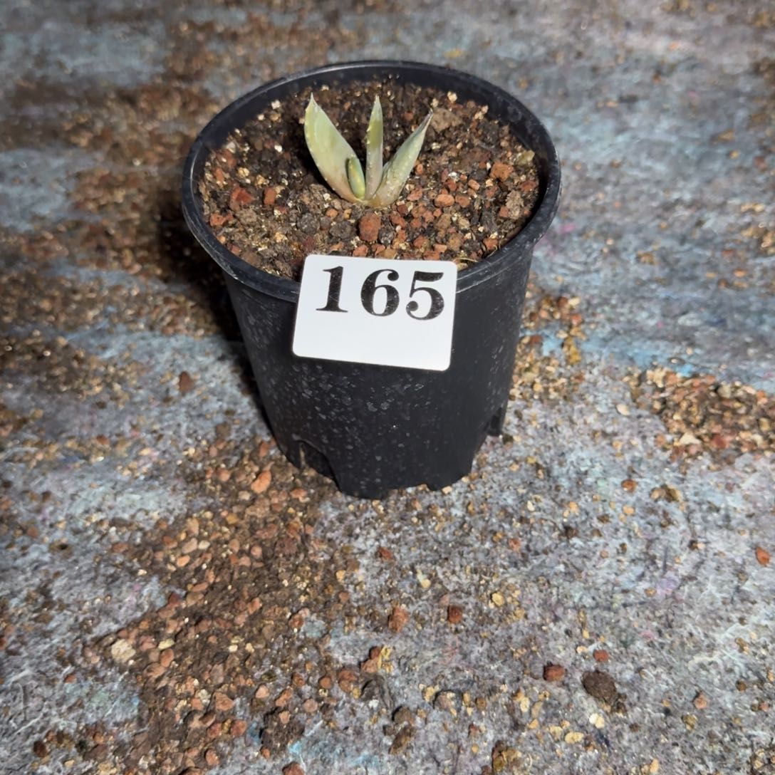 叮***猫皮尔兰斯芦荟多肉植物