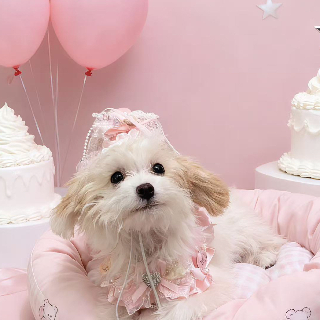 【生日特辑·Doki】设计师手作生日小帽可爱猫咪狗狗围脖口水巾