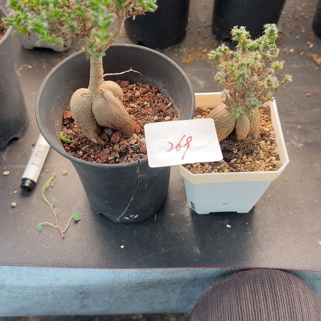 阿*269号姬红小松10.5多肉