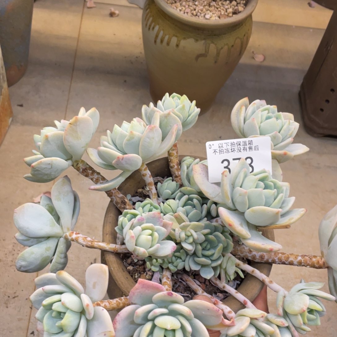 黑大帅多肉378冷香