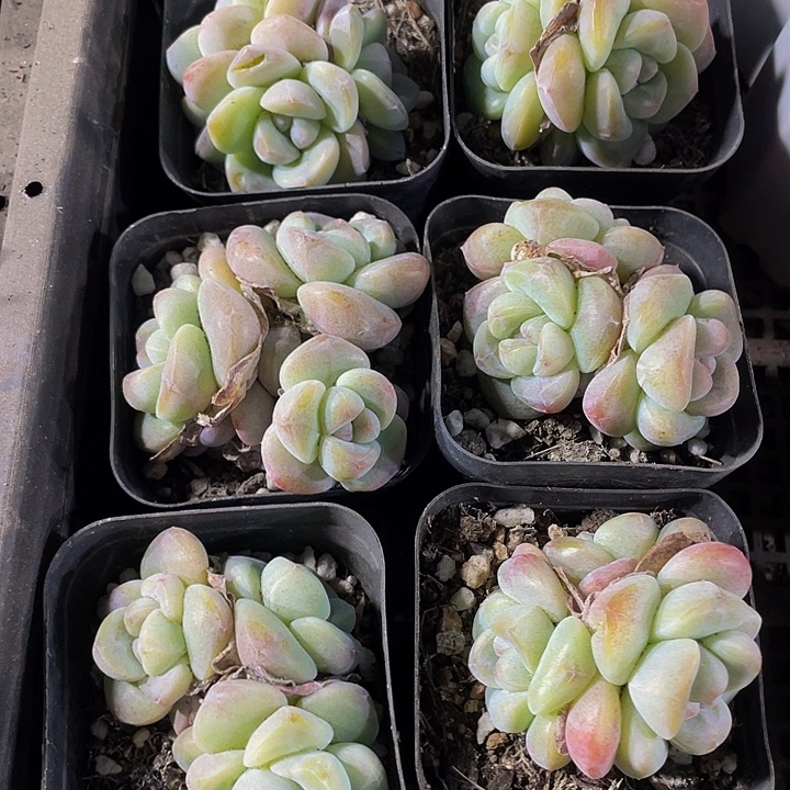 6.5方三头老冰玉带盆