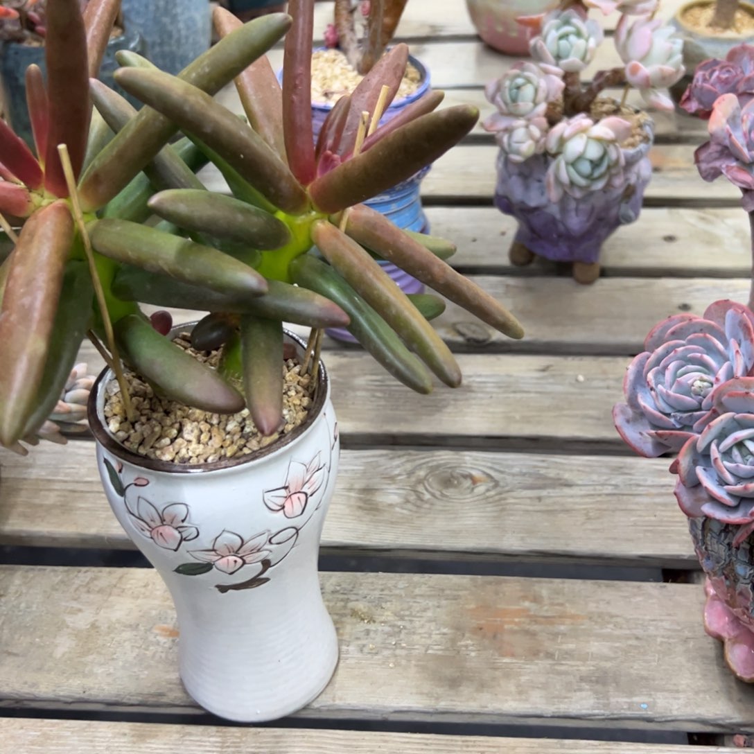 椰子树68 零零多肉植物