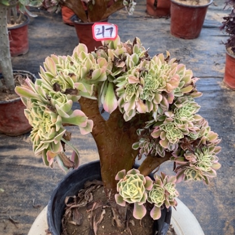 粉女巫缀一物一拍