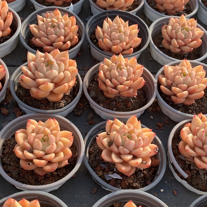 113星空珍妮单头 福利多多