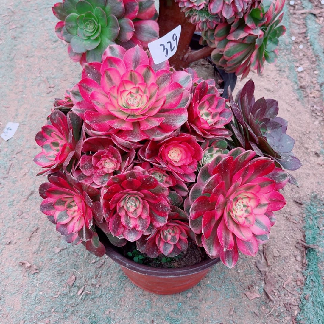 329荔枝法师多肉植物
