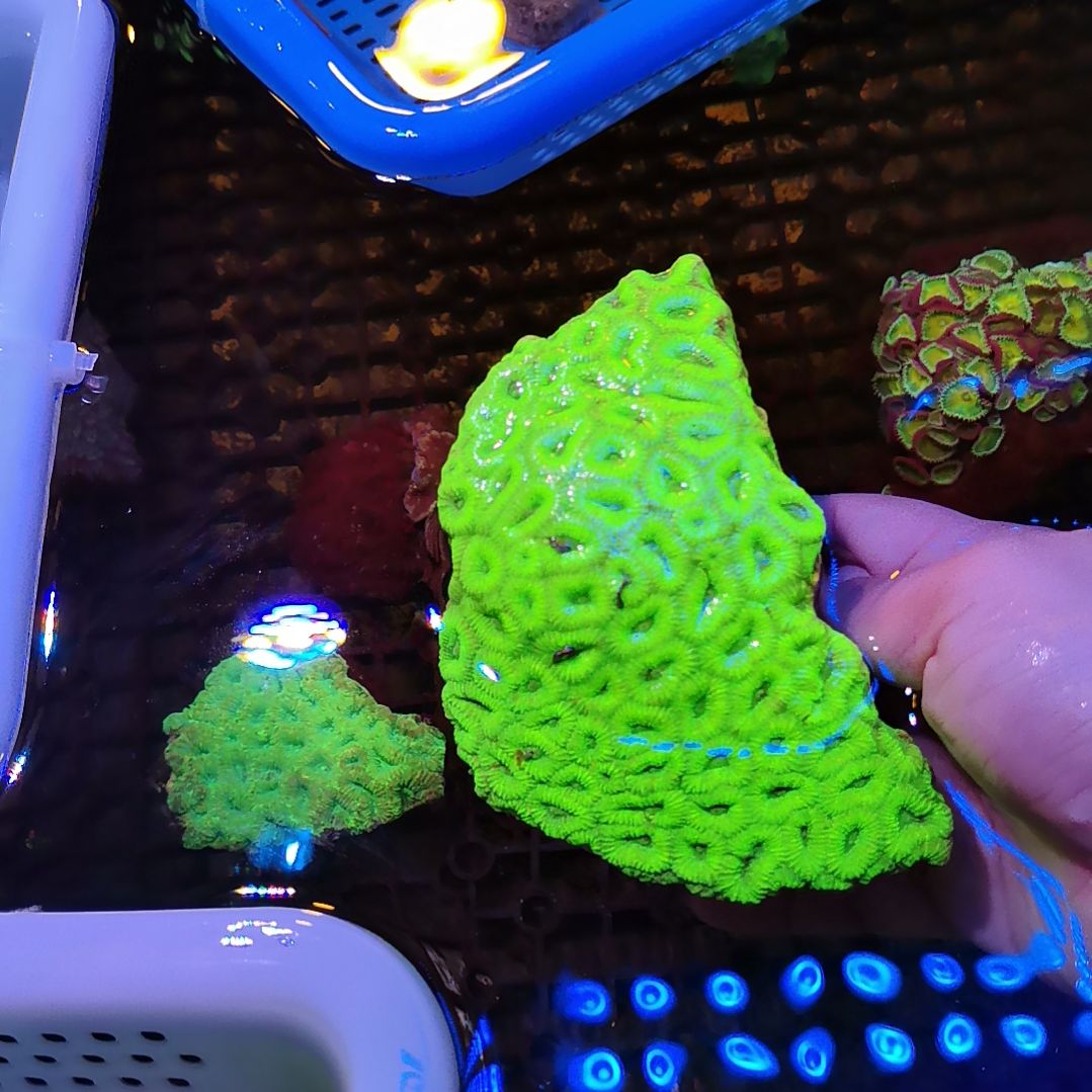 纽扣珊瑚格子脑99一块