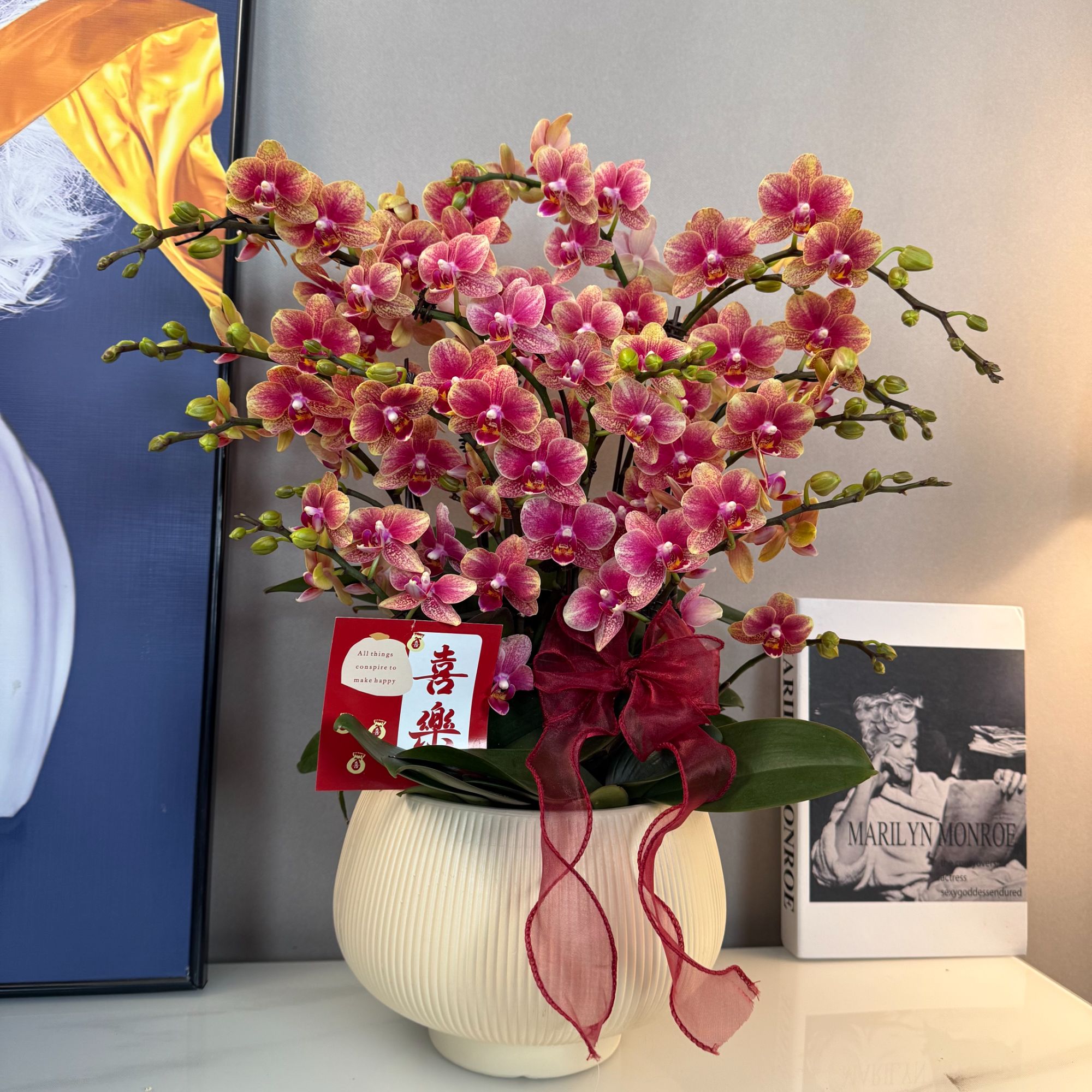 蝴蝶兰【金蝶】年宵花爆款烟火色丰花 绿植盆栽 室内摆放 基地直发