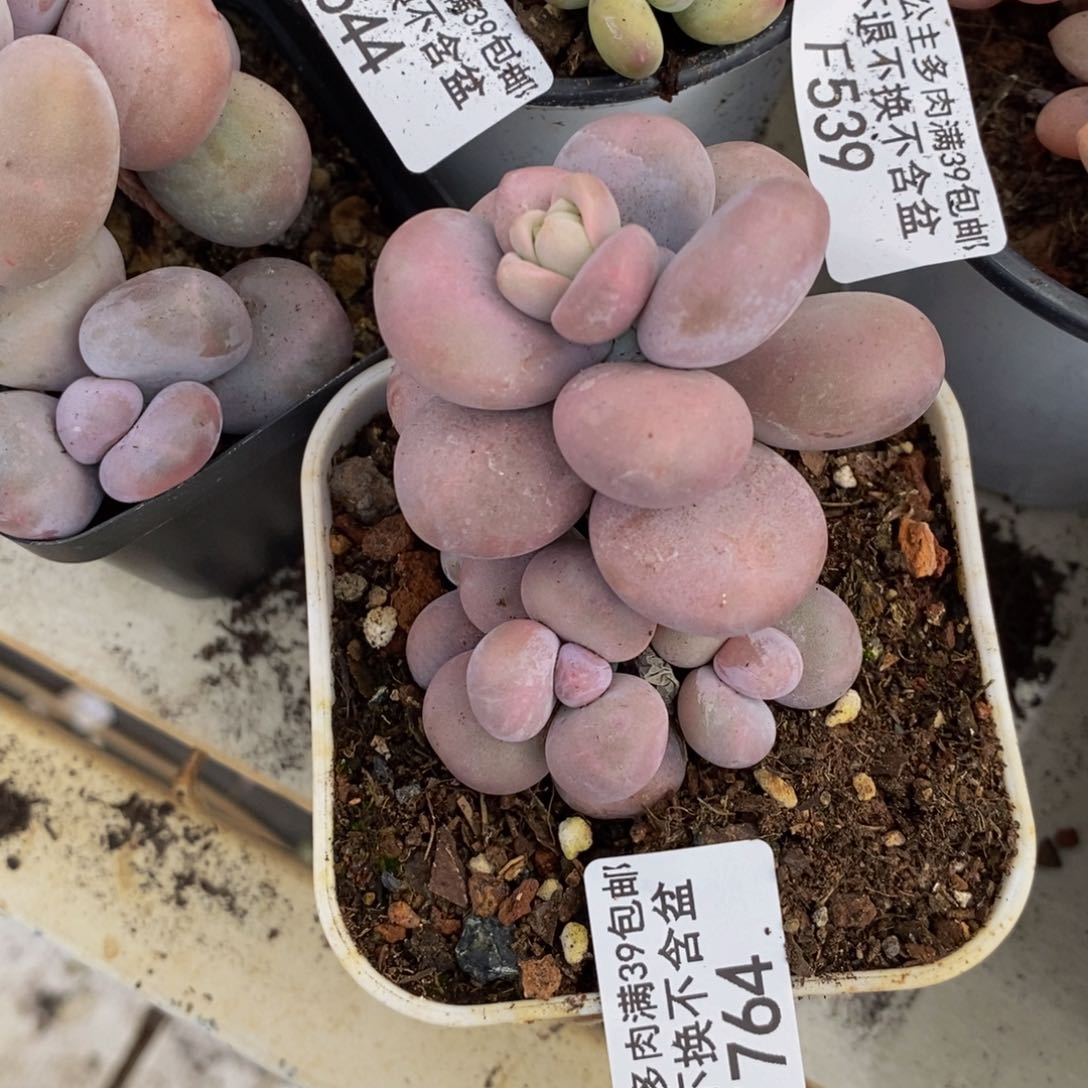 原始奶酪764/5v m