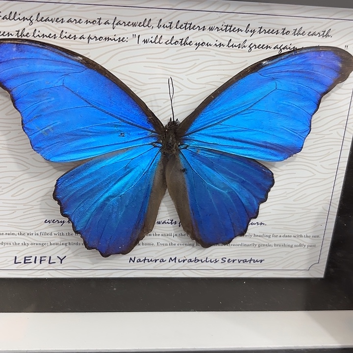 为***帅蝴蝶标本定制038@