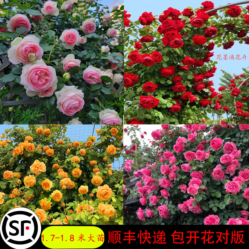 【1.7-1.8米大苗】多季开花蔷薇月季花苗 庭院阳台种植爬墙月季花苗