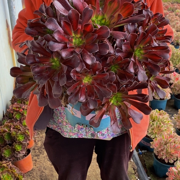 完全开放花纳多肉1颗多肉多肉