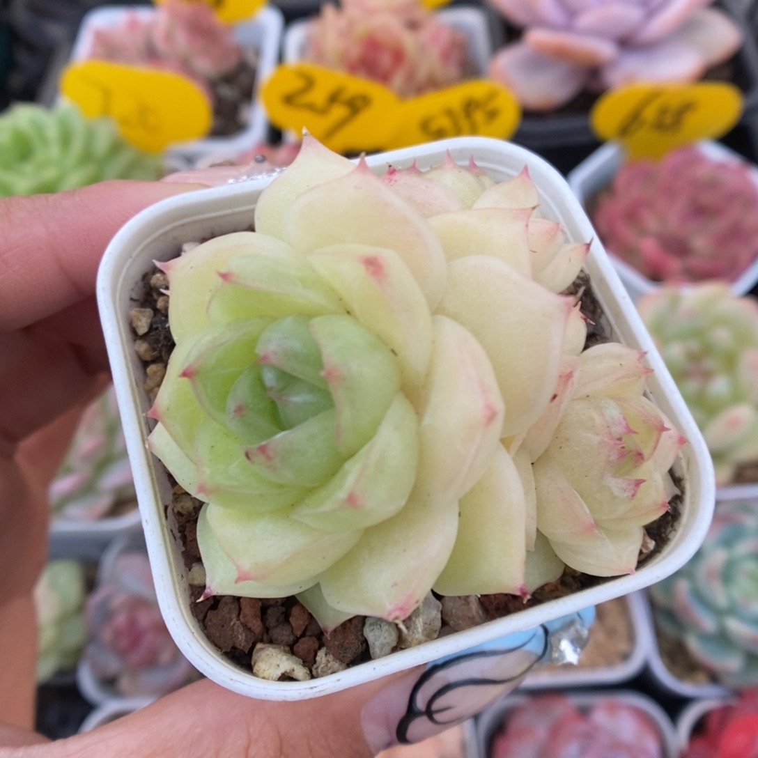 琉璃麦秆群生328号