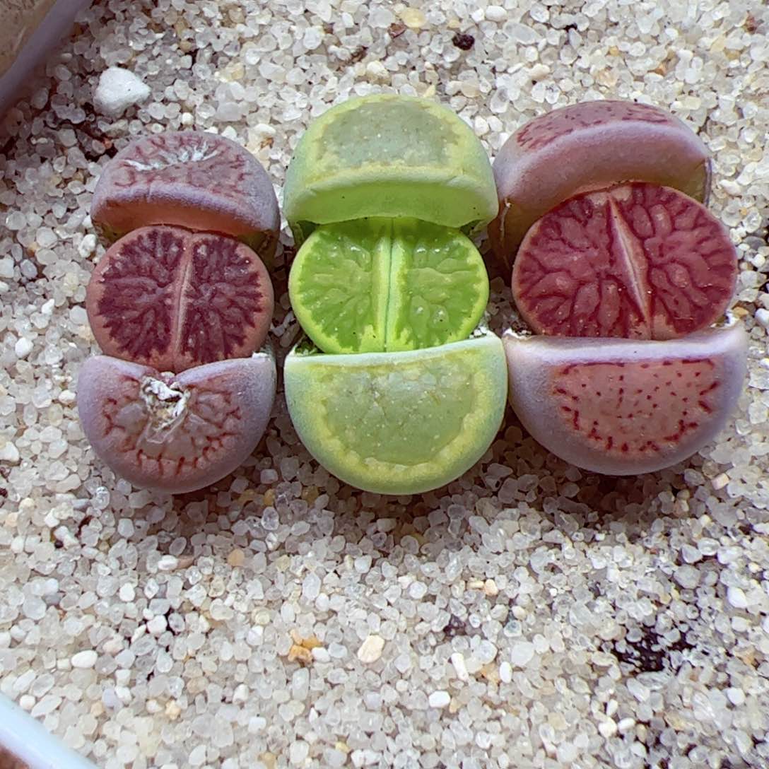 113 86优秀的肉肉92