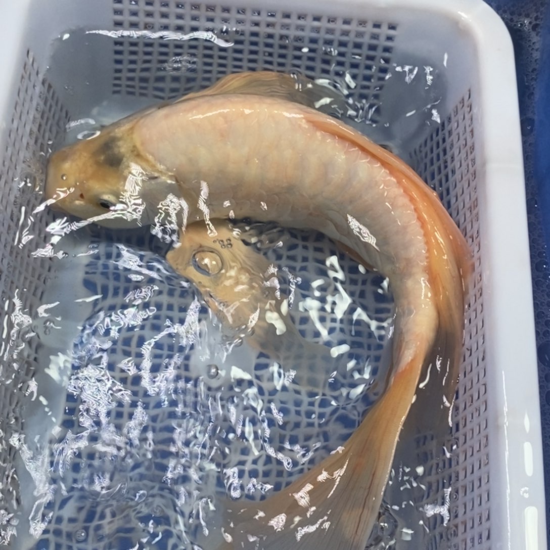 锦鲤冷水锦鲤包邮