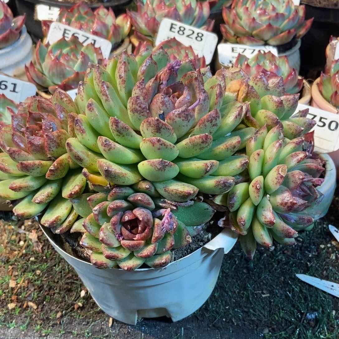 黑水晶多肉植物多肉