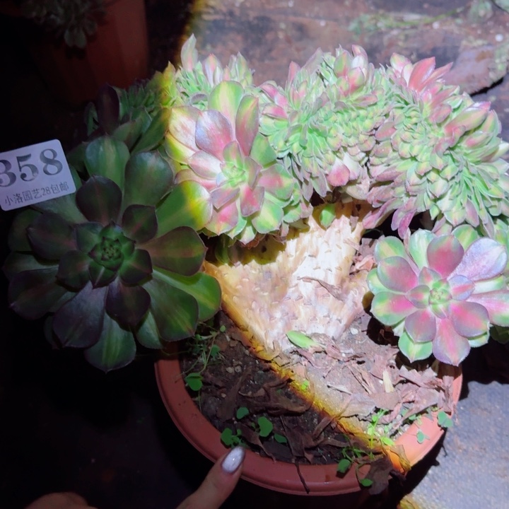 358抹茶缀化多肉植物满28包邮