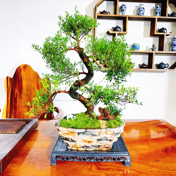 【鹅卵石盆】S造型金丝楠盆景清爽绿植客厅茶桌办公室夏季好养