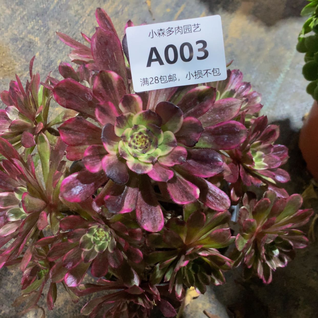 【闪购商品】03水墨多肉