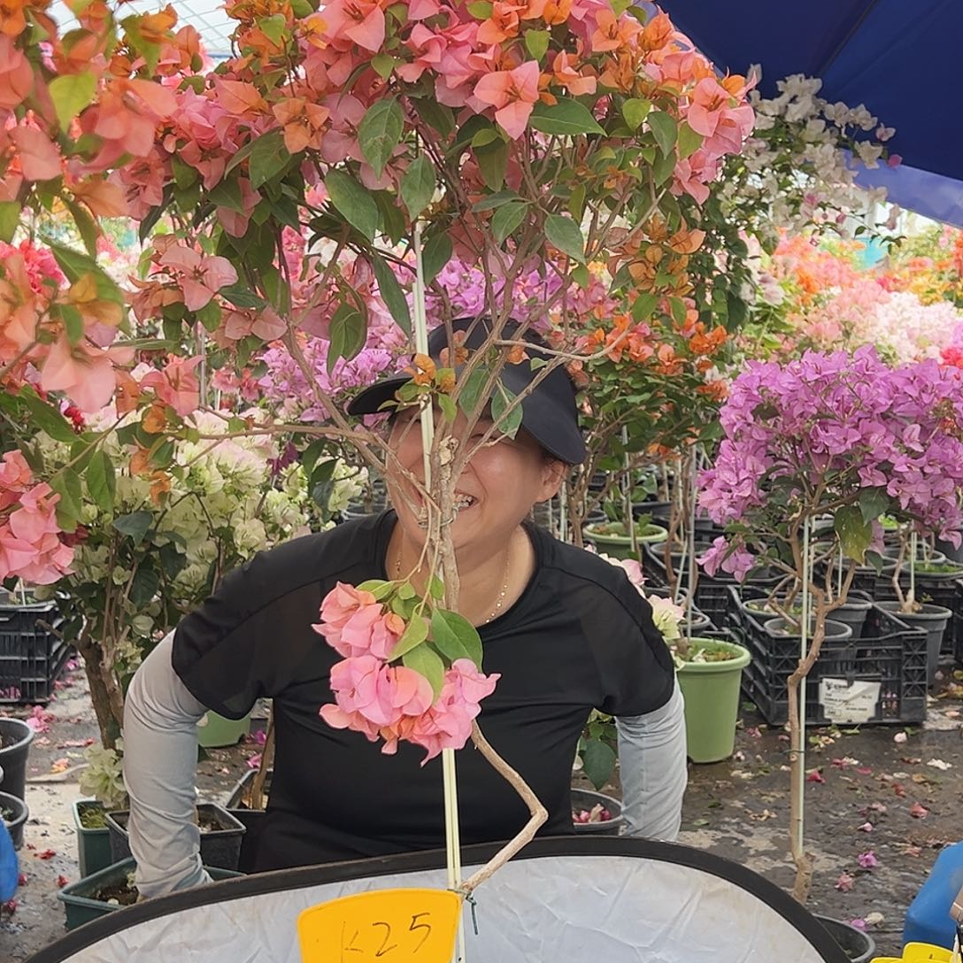 杮***～大部分花苞少量开放K25金发