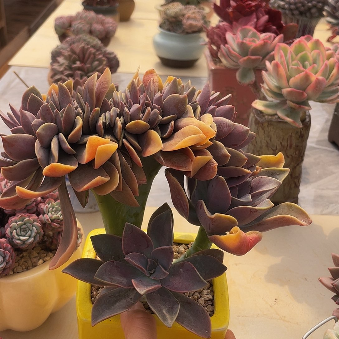 太妃糖缀化多肉多肉