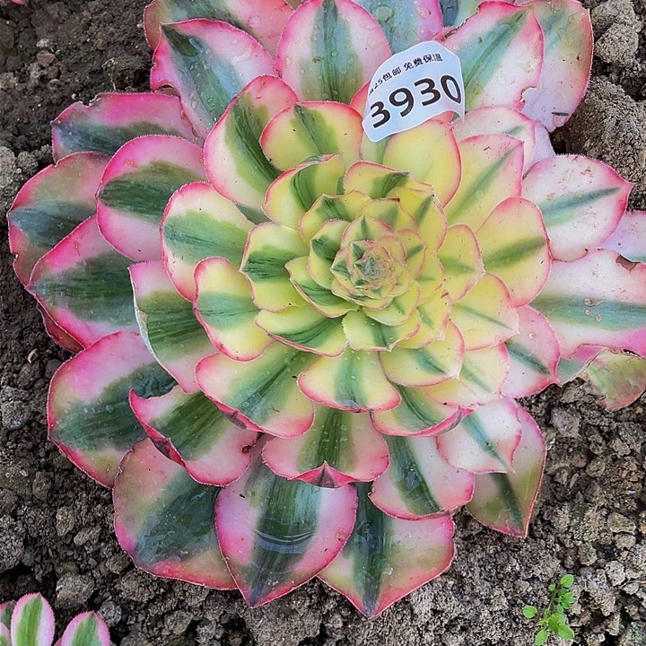 3930a爱丽丝多肉植物