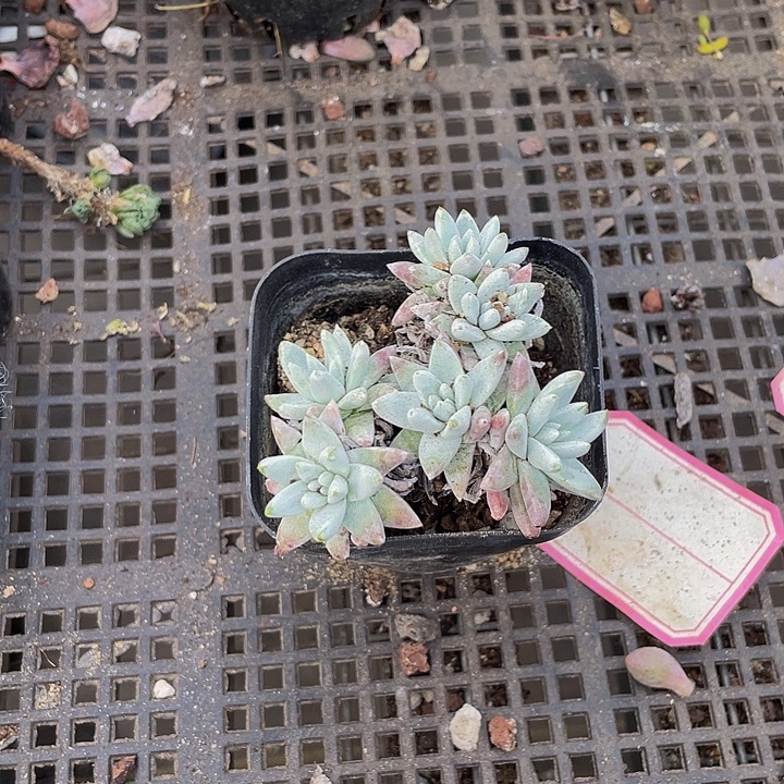 白菊群带盆土发货
