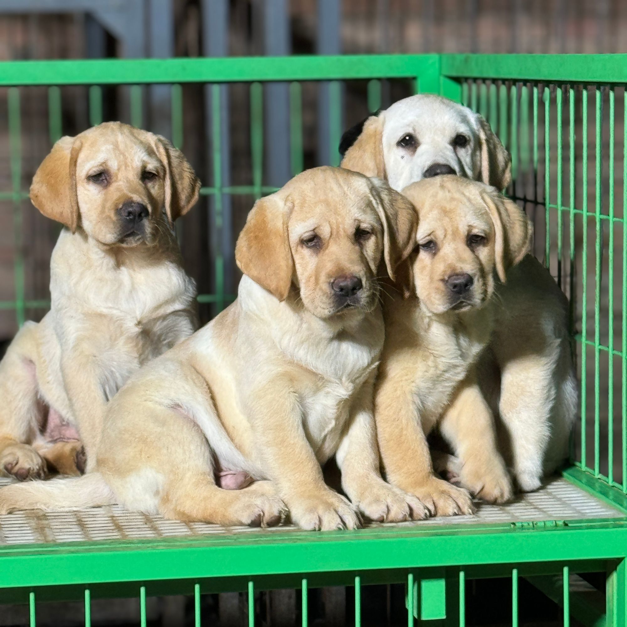 【莱鑫狗姨】专业拉布拉多