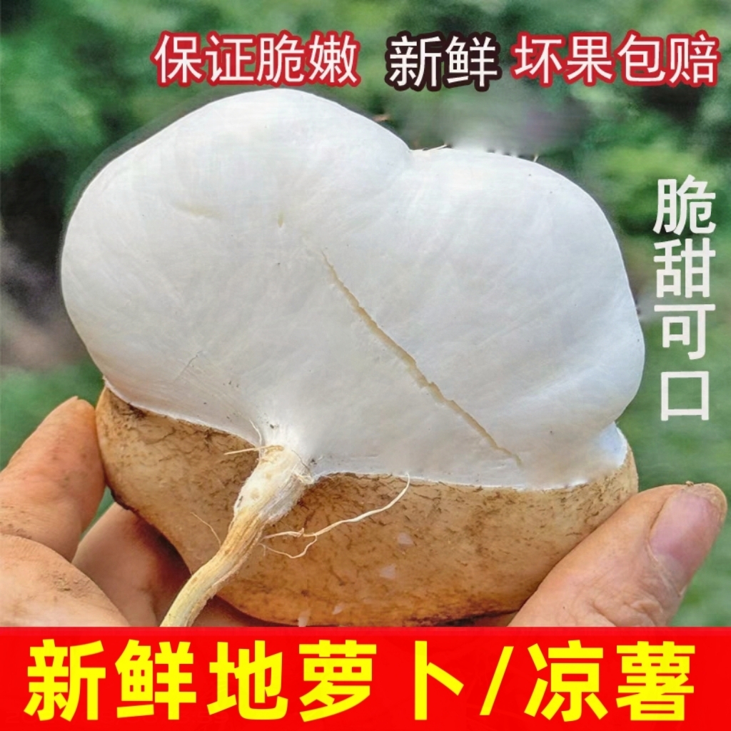 [新鲜地萝卜]凉薯地瓜贵州品种白瓜土瓜豆薯沙葛清甜水果地下雪梨