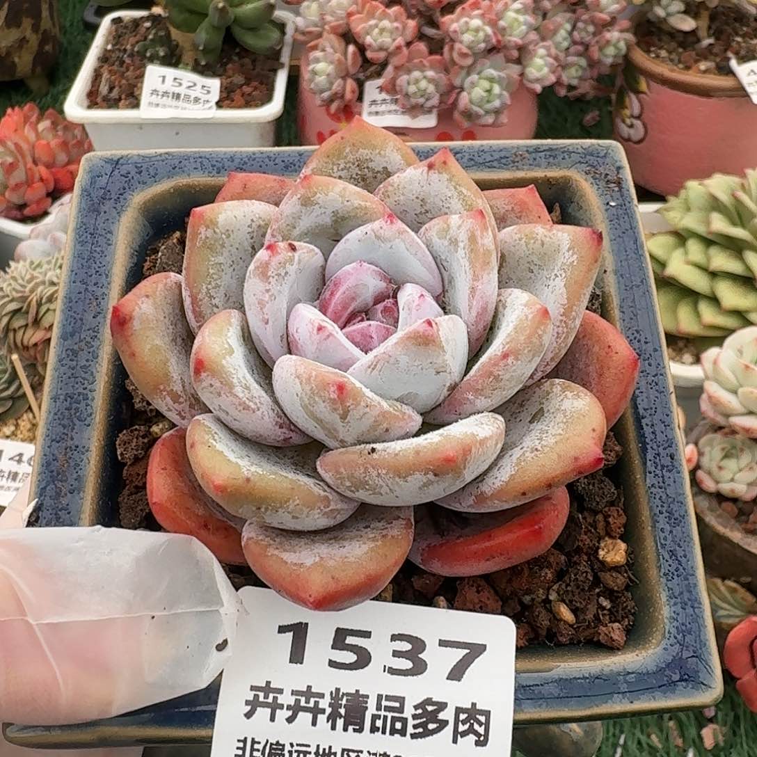 1537一物一拍（满28包邮）