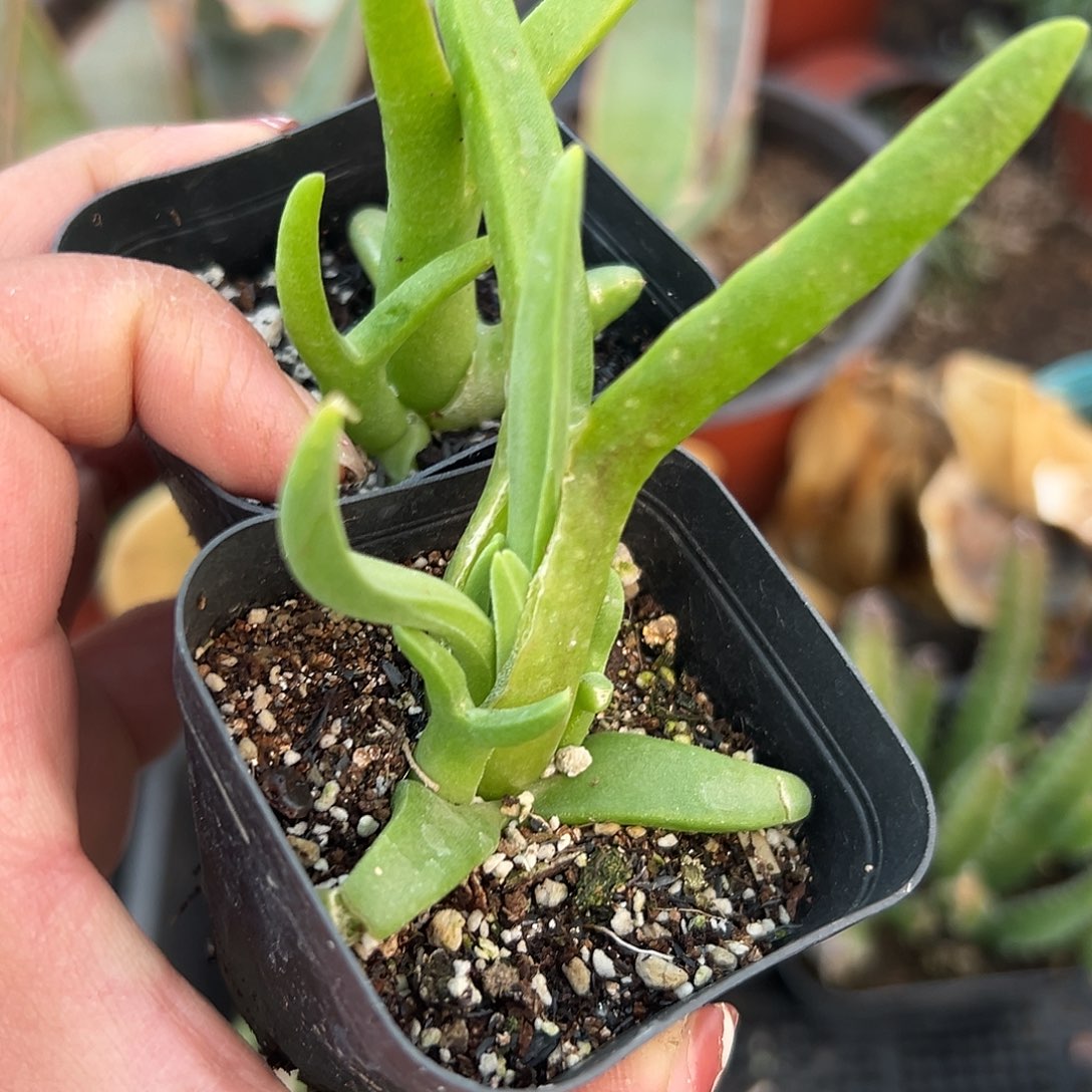 多肉植物怪鸟菊两颗