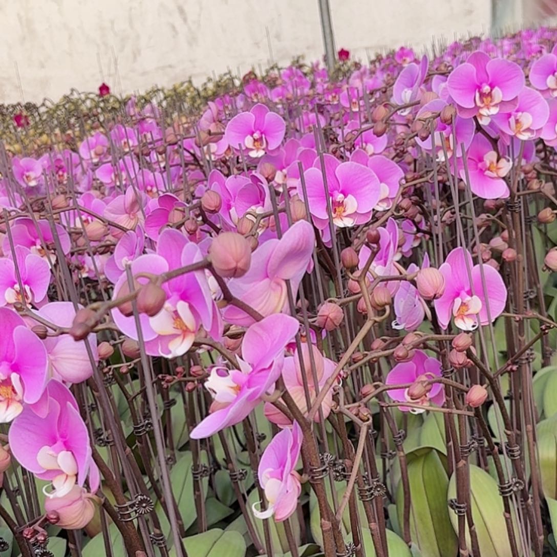 无花朵安娜大颗高品质