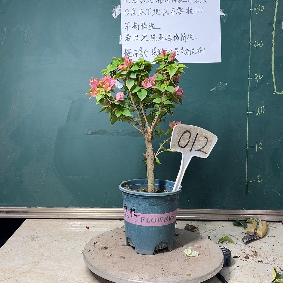 完全开放塔橙 012   