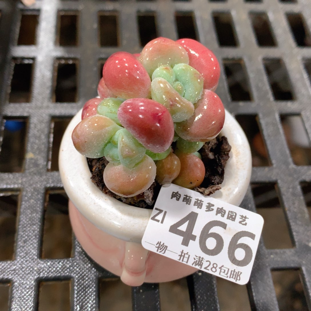 肉萌萌拇指盆精控多肉ZI466
