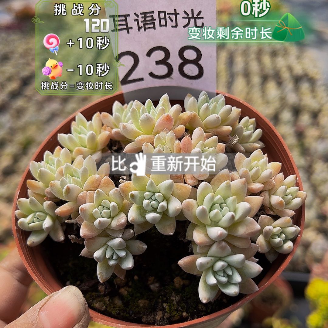 238号，白菊，带盆带土发货