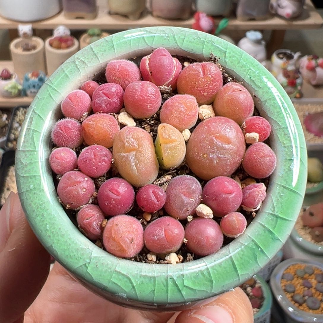 多肉植物139号毛翠滴