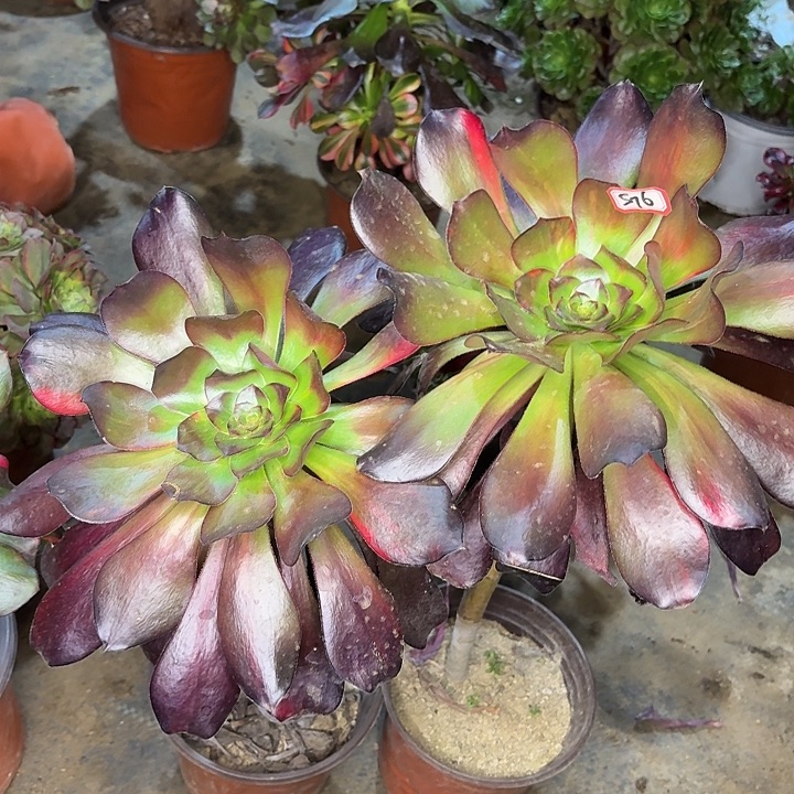 巫毒长腿两颗576多肉