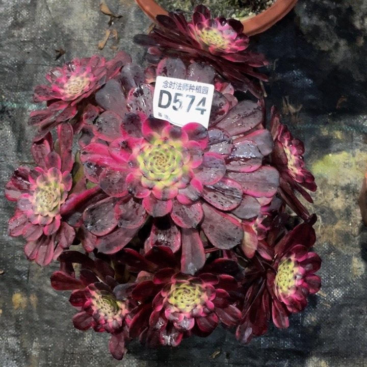 574黑金刚111111多肉
