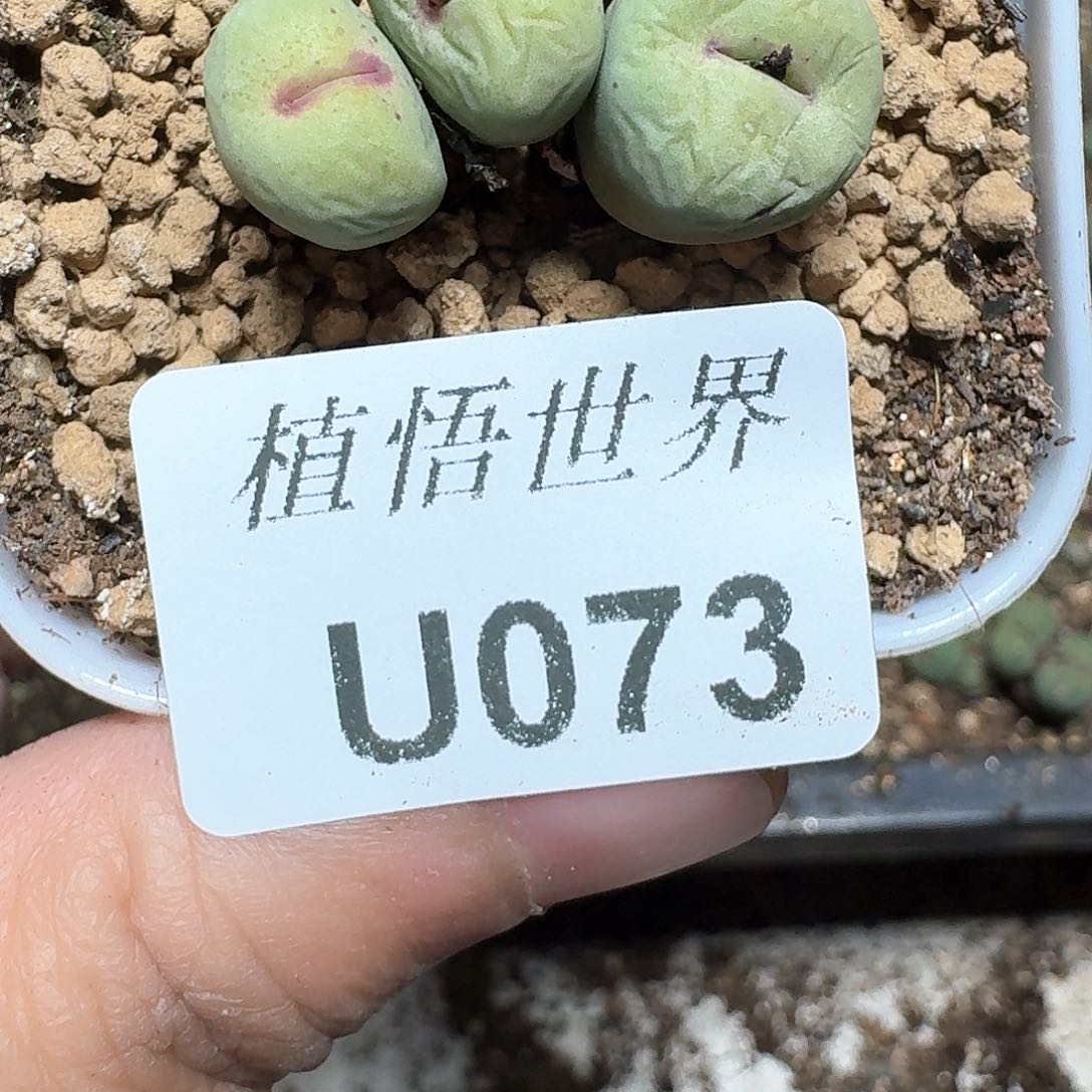 073号多肉植物哇c v