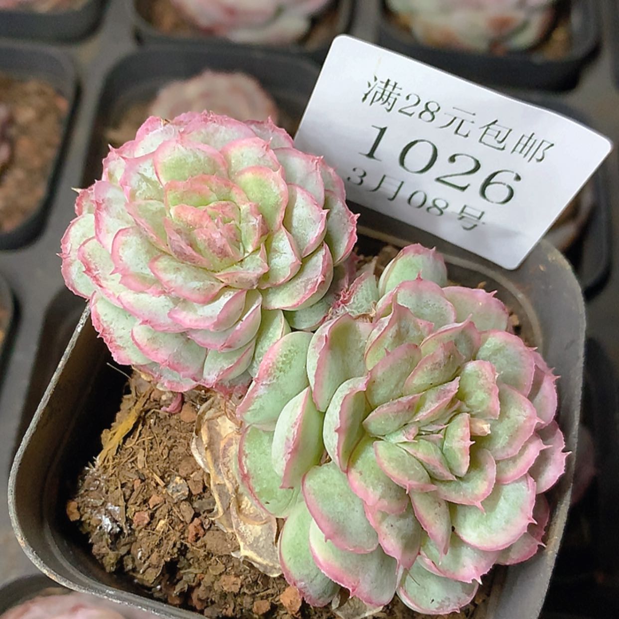【闪购商品】云1026