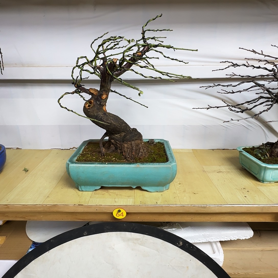 新***飞无花朵绿梅带盆包邮